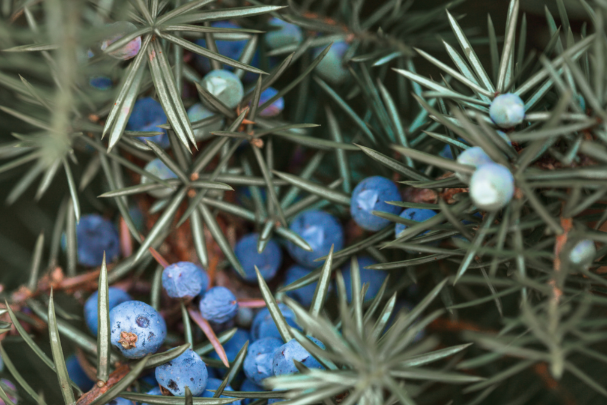 Juniper berries on branch for autumn aromatherapy blend
