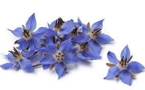 Tansy Blue (Moroccan Chamomile) Essential Oil Wild