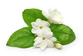 Jasmine Sambac Absolute Essential Oil