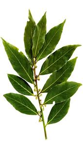Laurel Leaf ( Bay Laurel )  Essential Oil