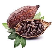 An image depicting cocoa beans inside a cocoa pod with leaves, typically representing the source of cocoa absolute essential oil.